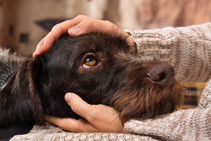 epilepsia perro