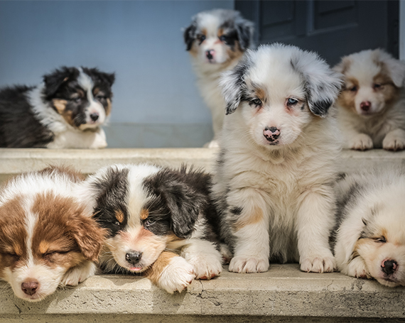 cachorros