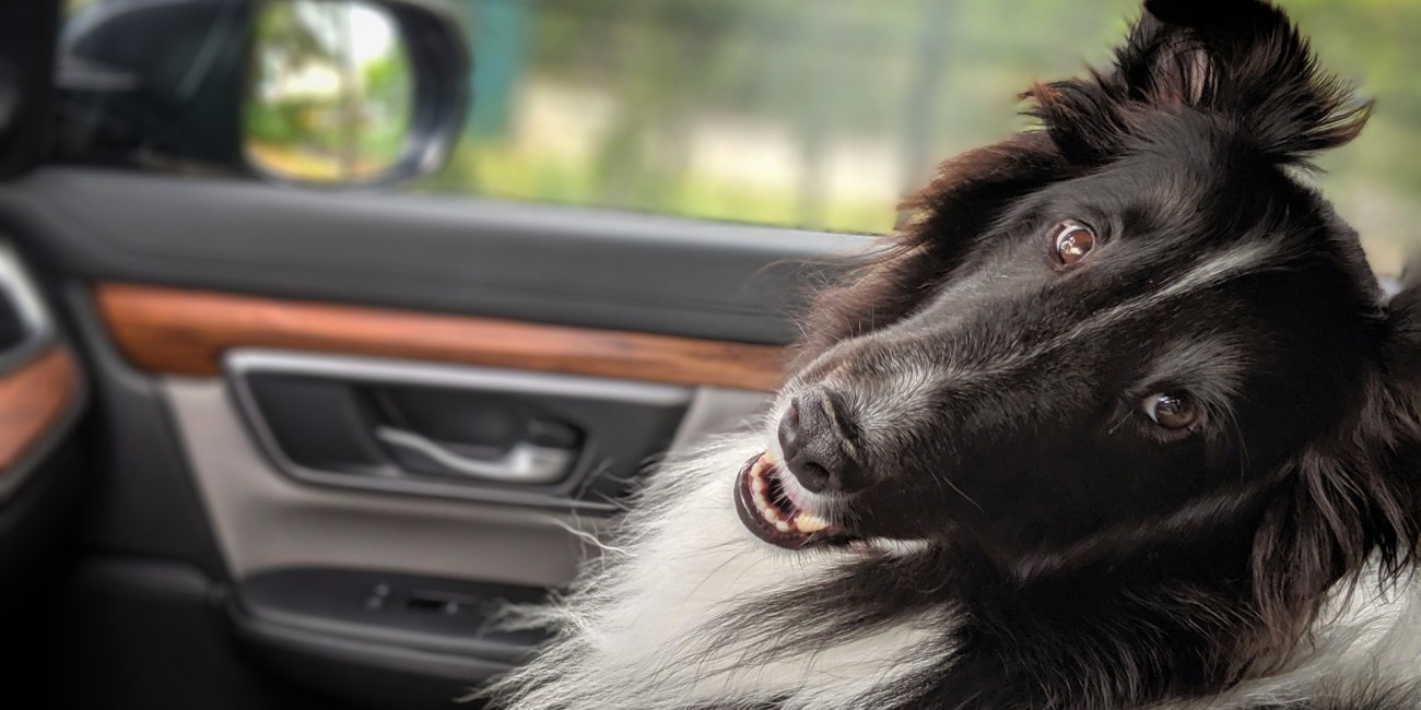coche perro viajar