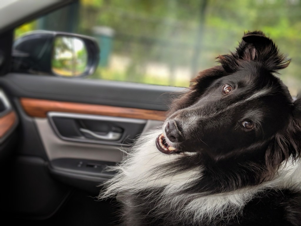 perro de vacaciones