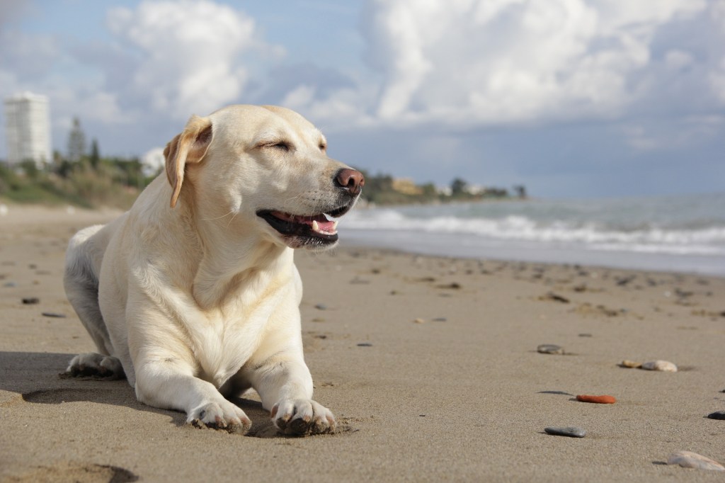 perro de vacaciones  en playa