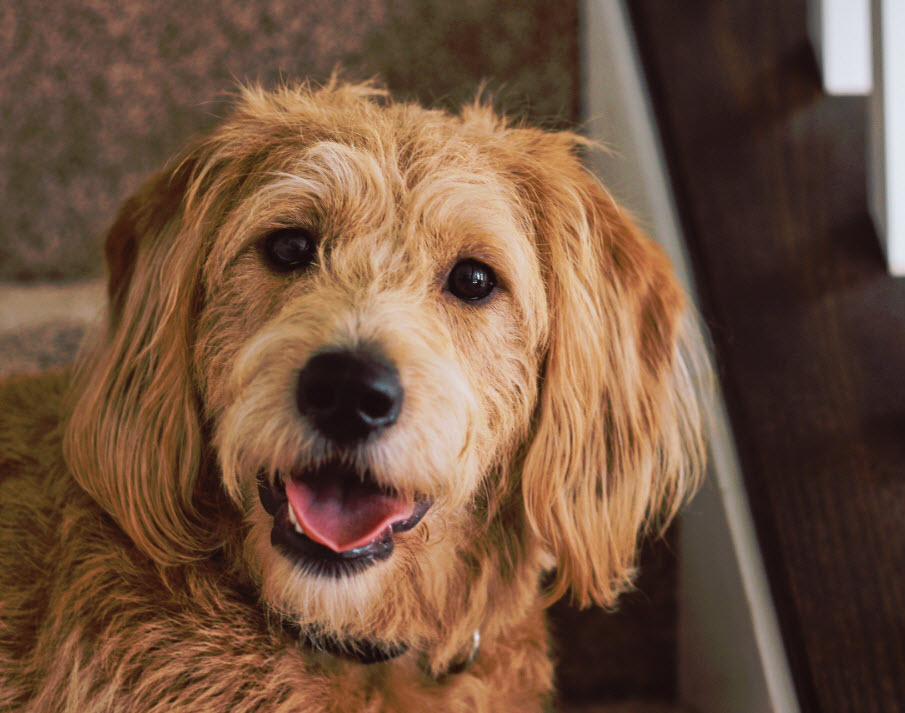sarna canina perro peludo