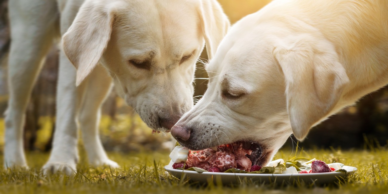 comida perros