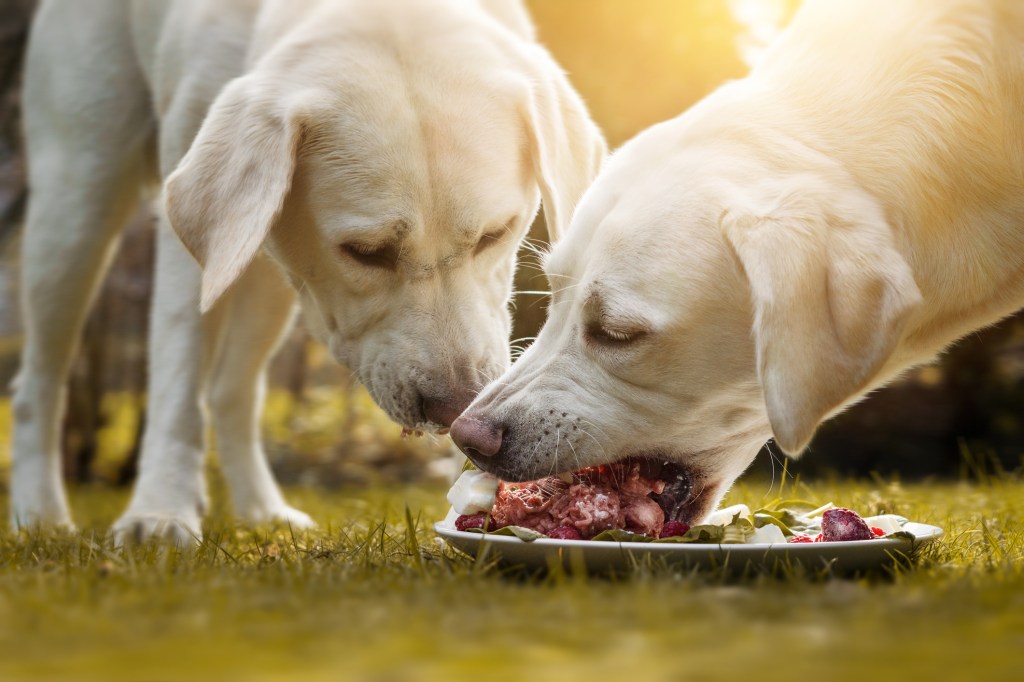 dietas blandas perros labradores