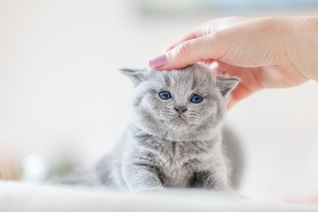 Educar gato bebé