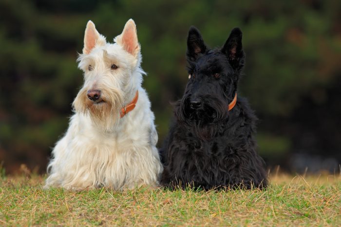 pelaje de perros