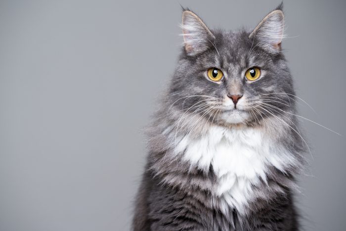 gato que te mira