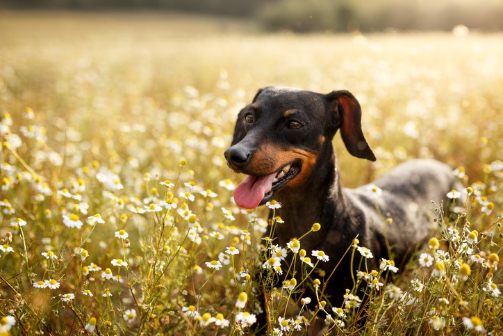 sarna canina perro con flores