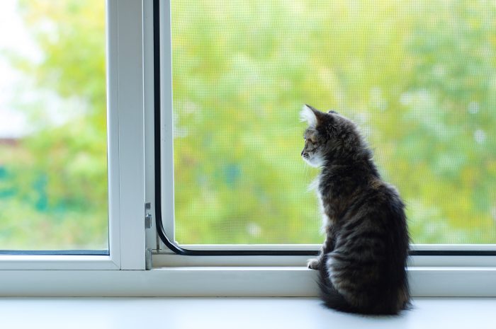gato mira por la ventana