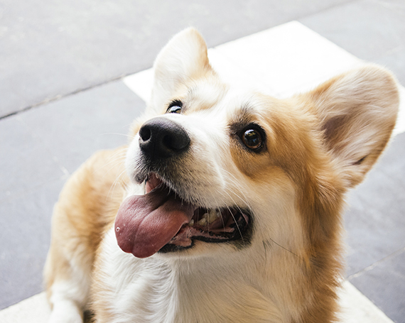 halitosis perro lengua afuera