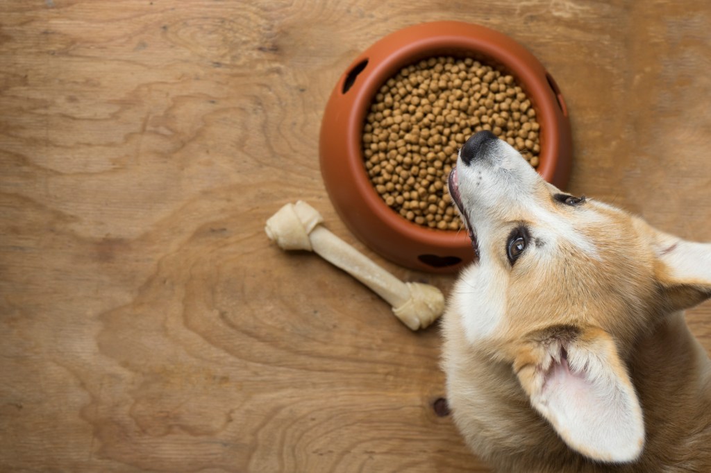 dietas blandas perros corgies