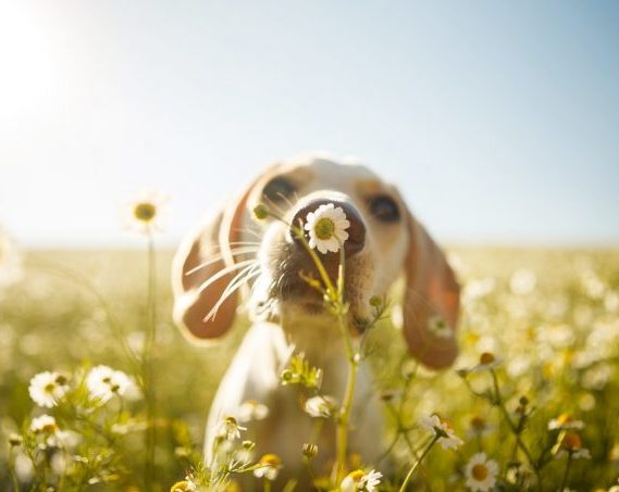 cuidado perro primavera