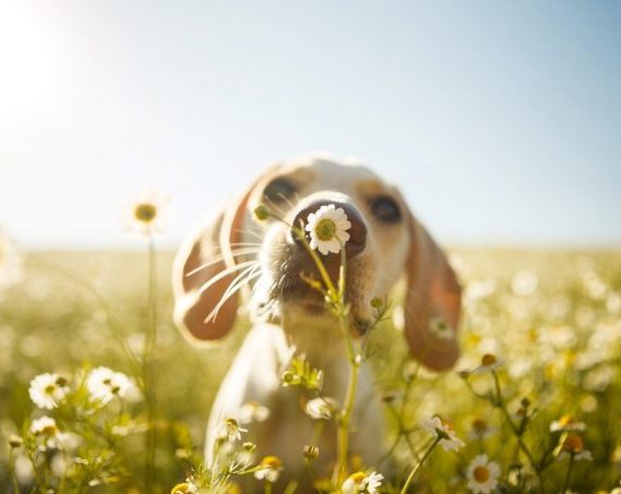 cachorro primavera