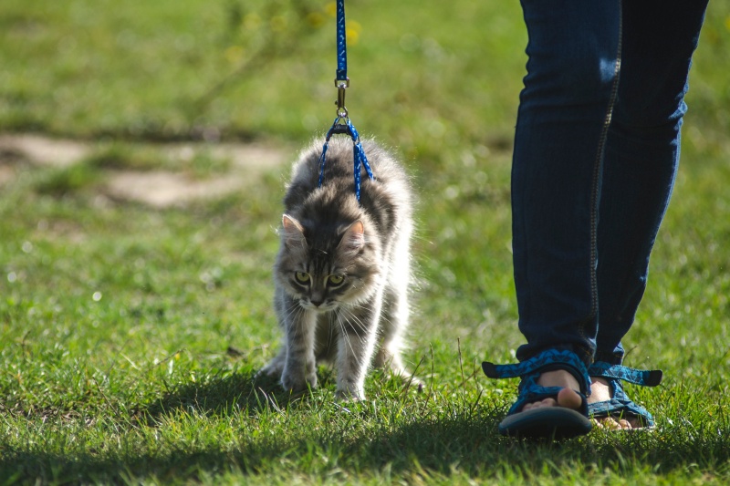 Educar gato de paseo con arnés