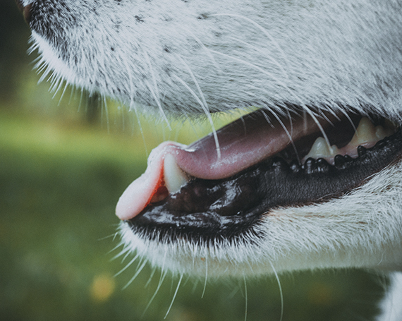 halitosis perro