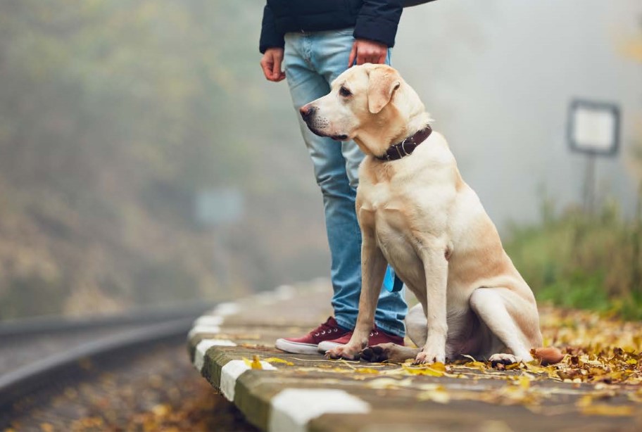 perro y dueño esperan al tren
