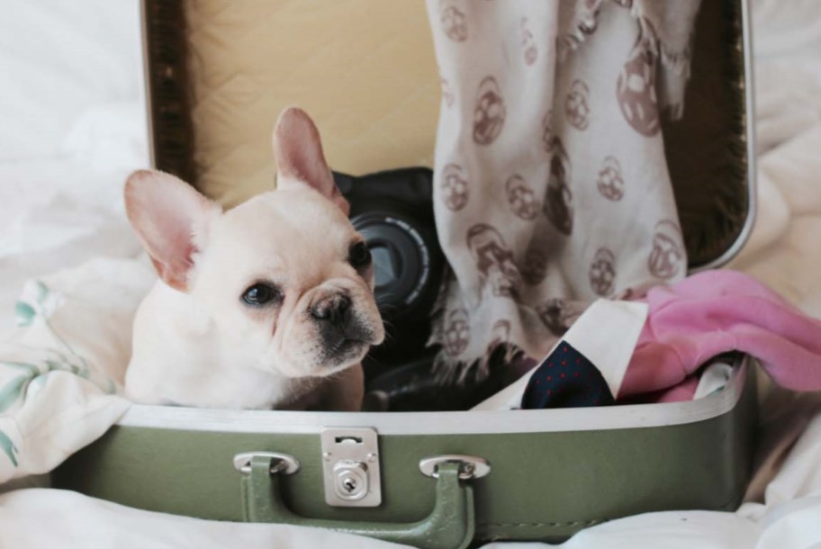 perro bebé en maleta