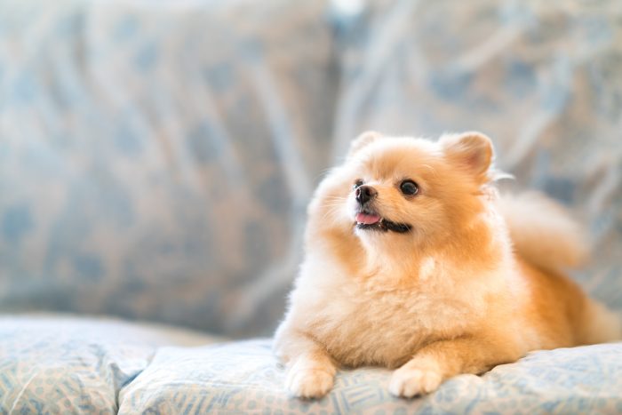 perro pequeño decansa