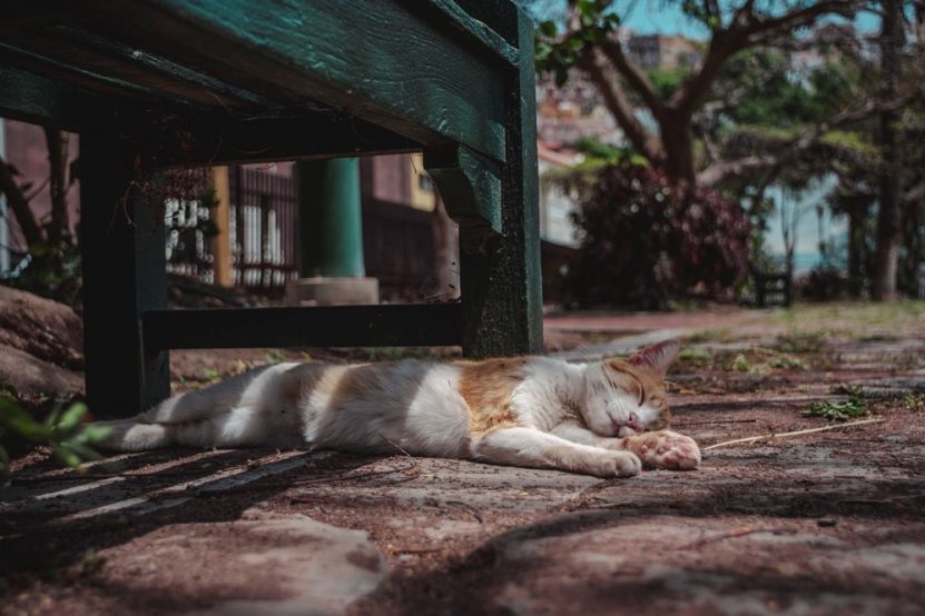 gatos callejeros