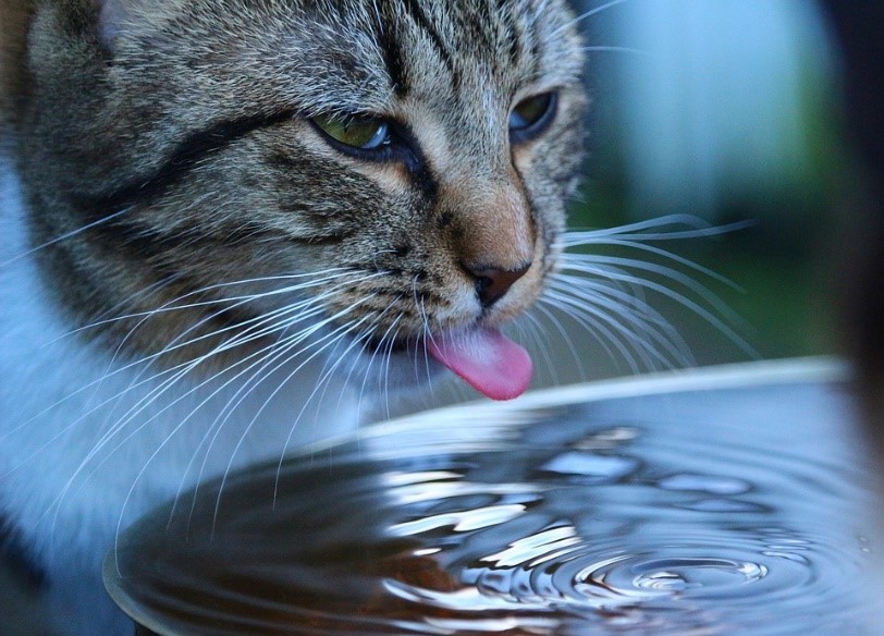 gato bebe agua