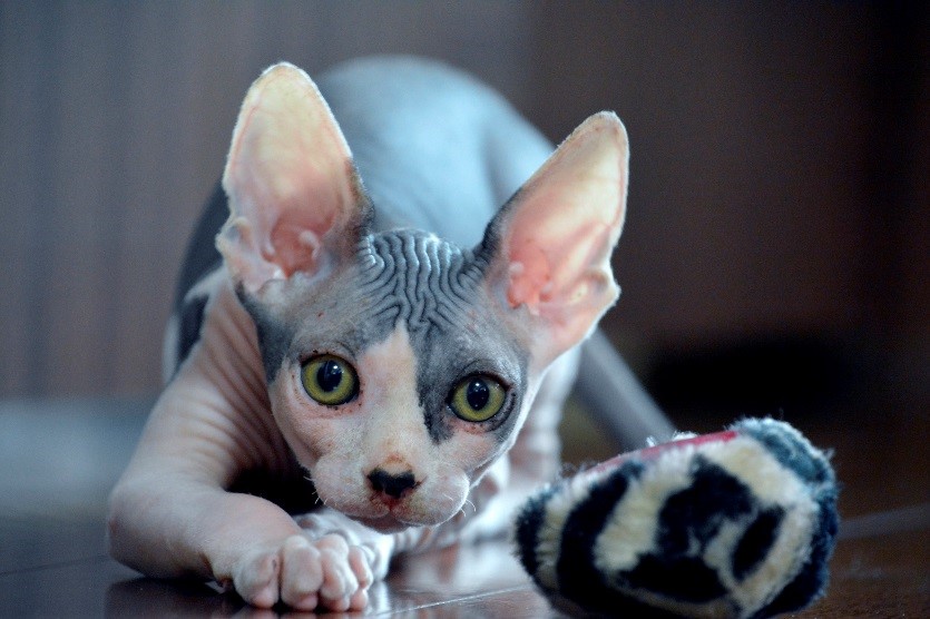 gato sin pelo
