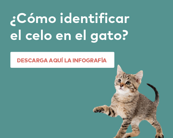 identificar celo gato