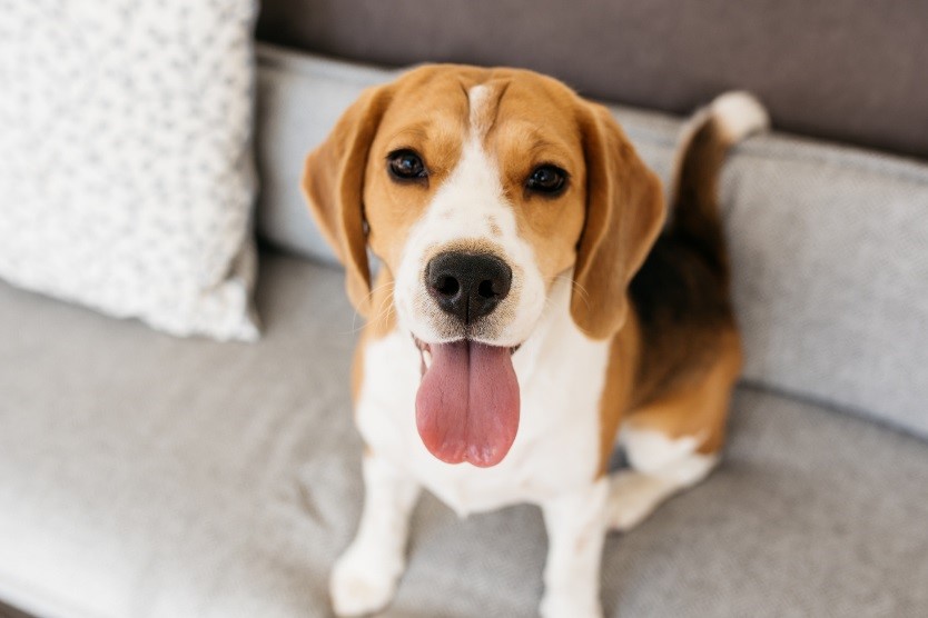 perro beagle lengua afuera