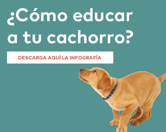 educar cachorro perro 