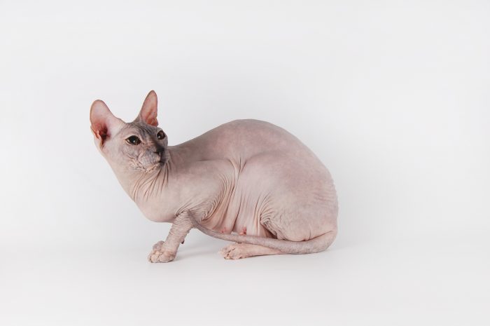 gato rosa sin pelo