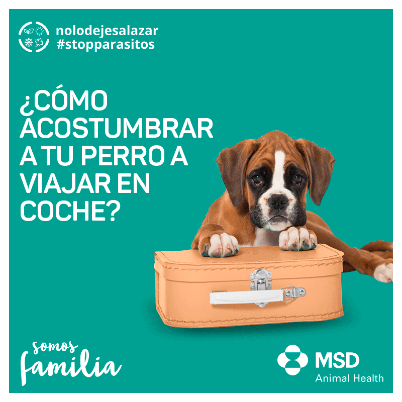 perros de viajes, consejos
