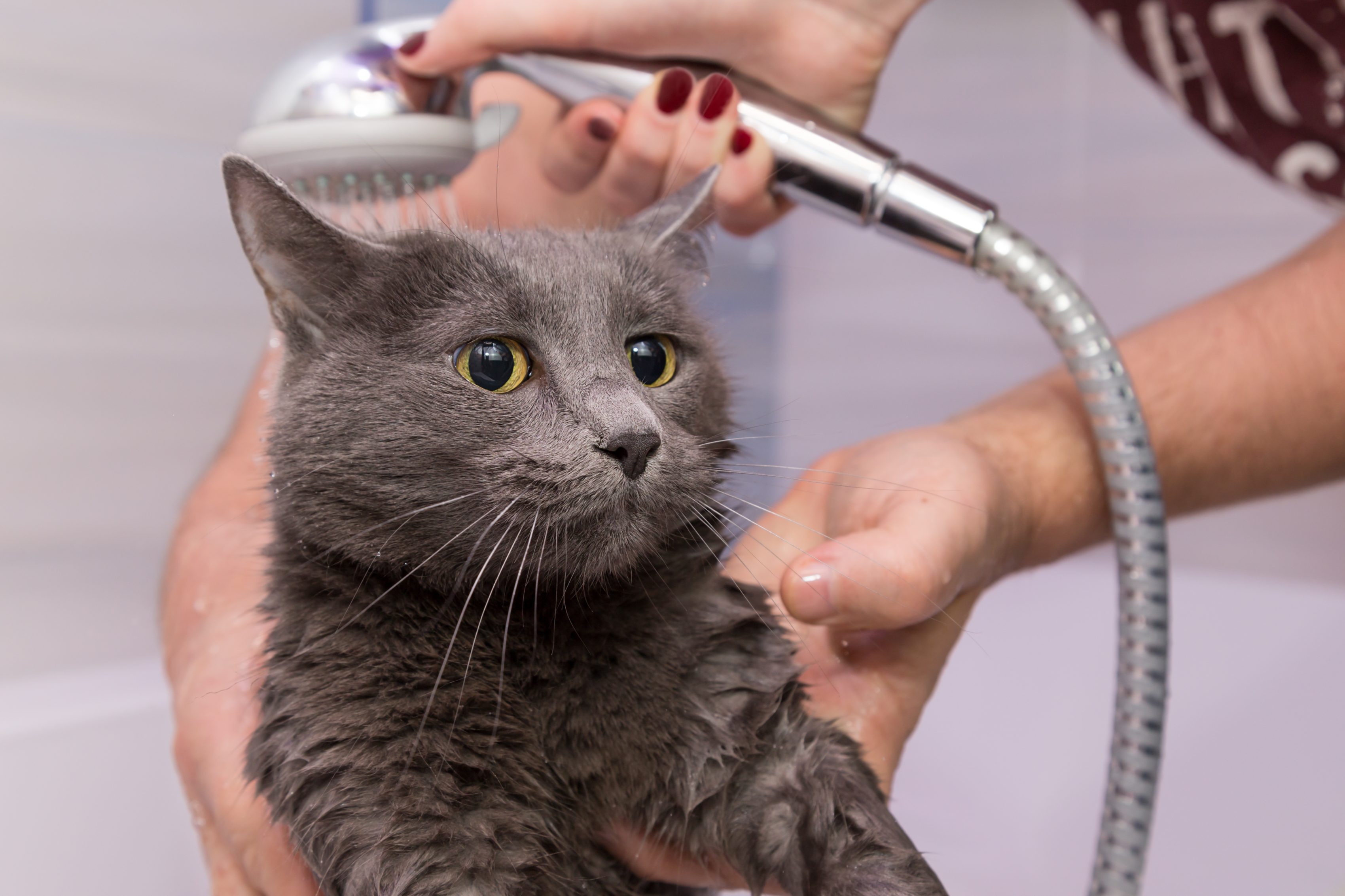 Funda Resistente para Bañar Gatos