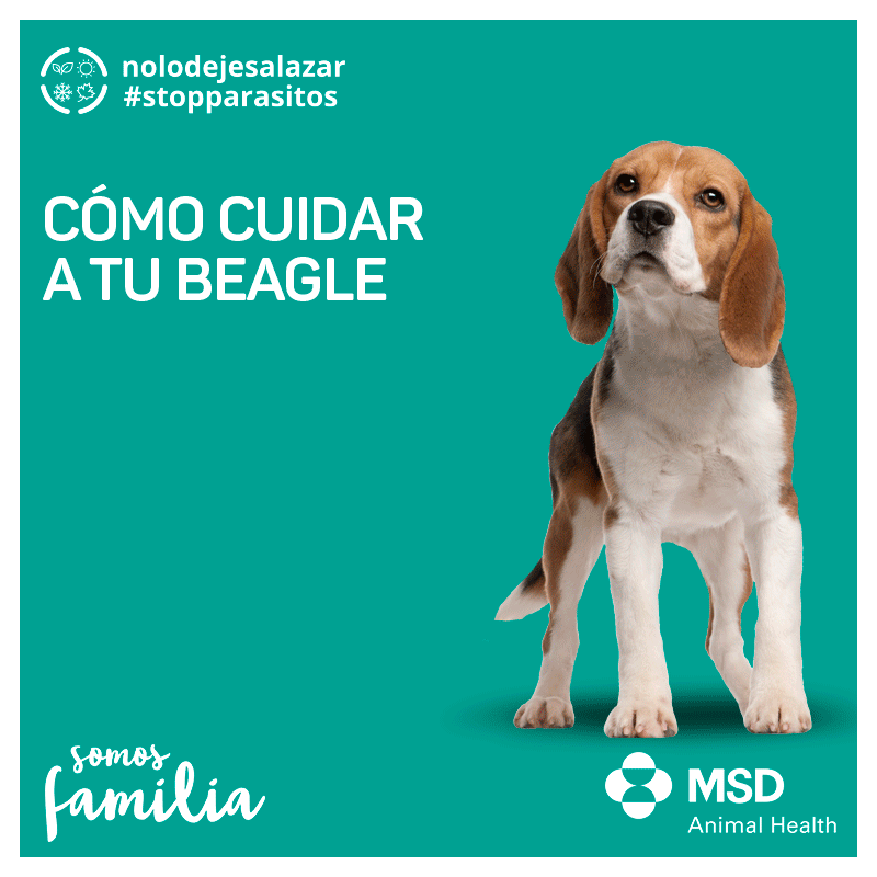 cuidar perro beagle 