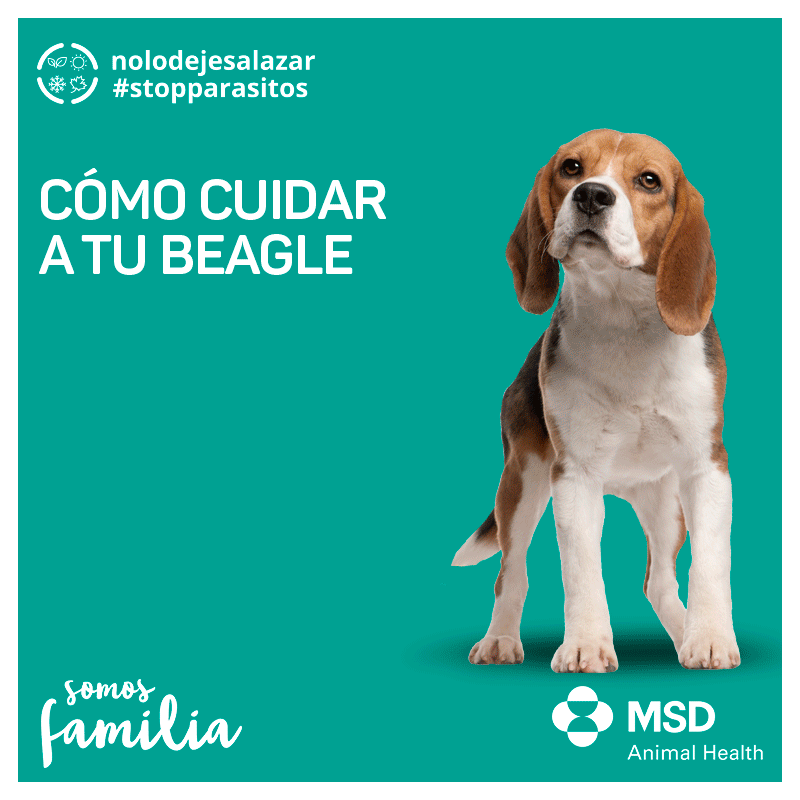 cuidar perro beagle