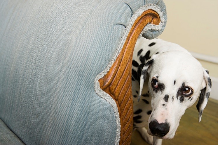 perro asustado en sofá