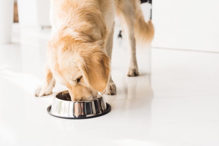 labrador comiendo