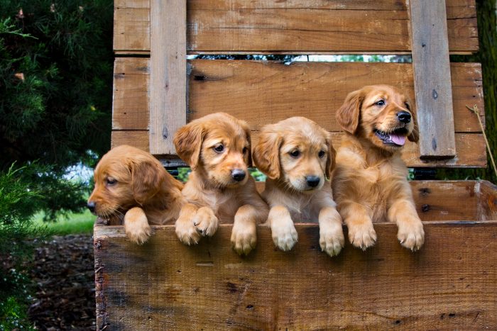 cachorros en caja de madera