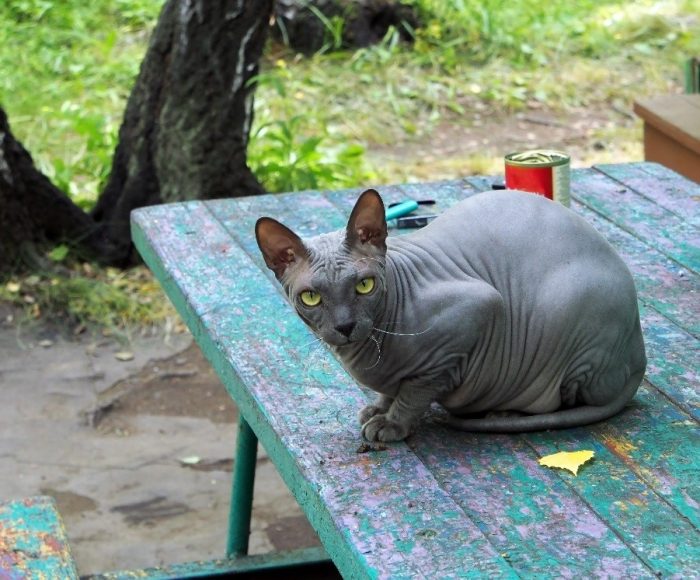 gato sin pelo en mesa de madera