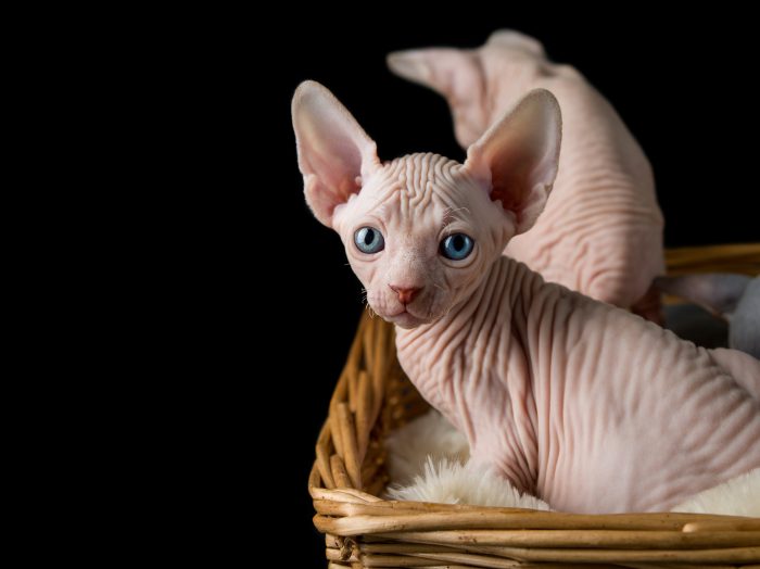 gato bebé sin pelo