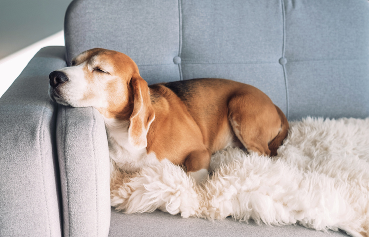 perro descansa en el sofá