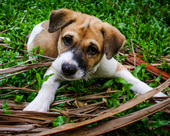 beneficios de tener perro