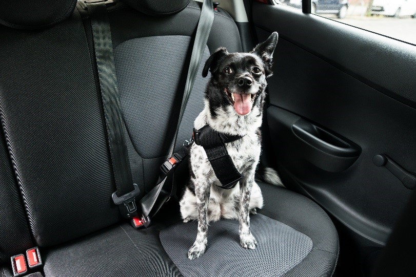 perro de viaje en coche