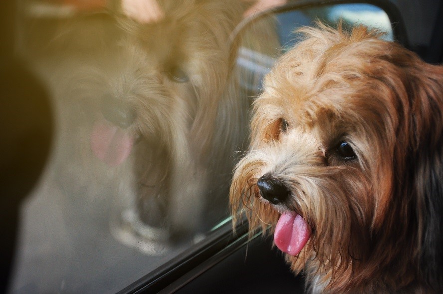 perro con lengua afuera