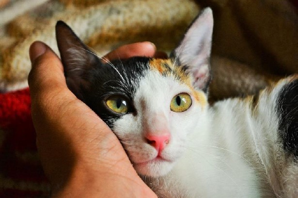 vinculo gato humano