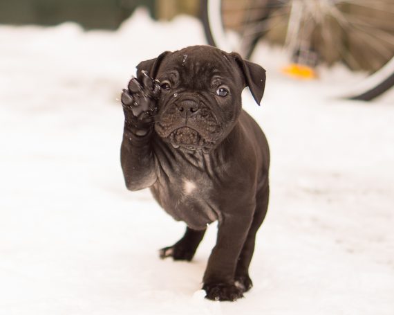 cachorro perro en la nieve