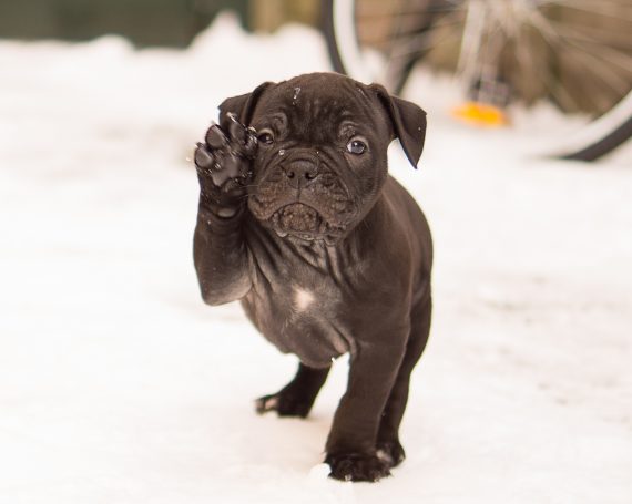 cachorro perro en la nieve