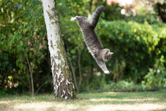gato saltando de árbol