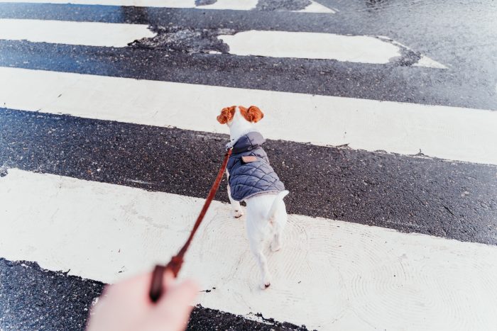 perro cruzando la acera