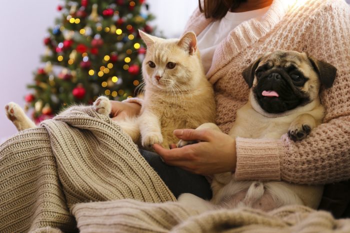 gato y perro navideños