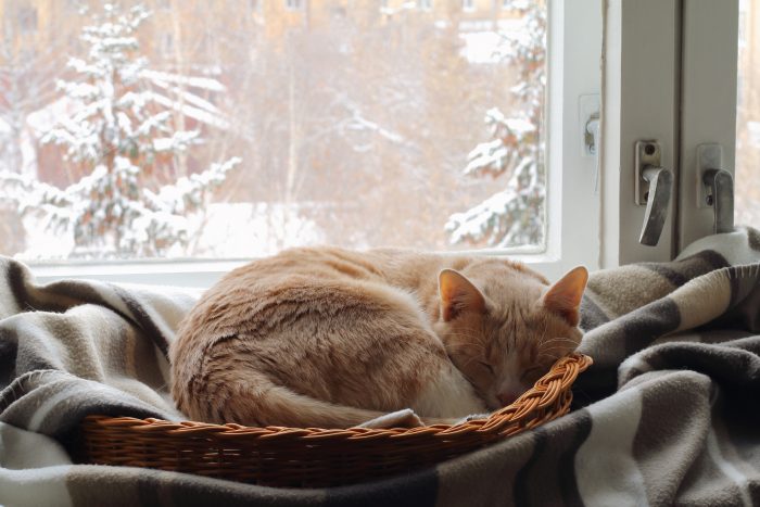 gato dormido en su cesta