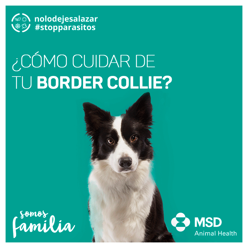 Border Collie consejos cuidado